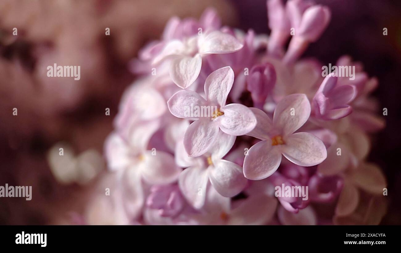 Primo piano di fiori lilla rosa tenue (Syylan) con delicati petali in una tavolozza di colori pastello Foto Stock