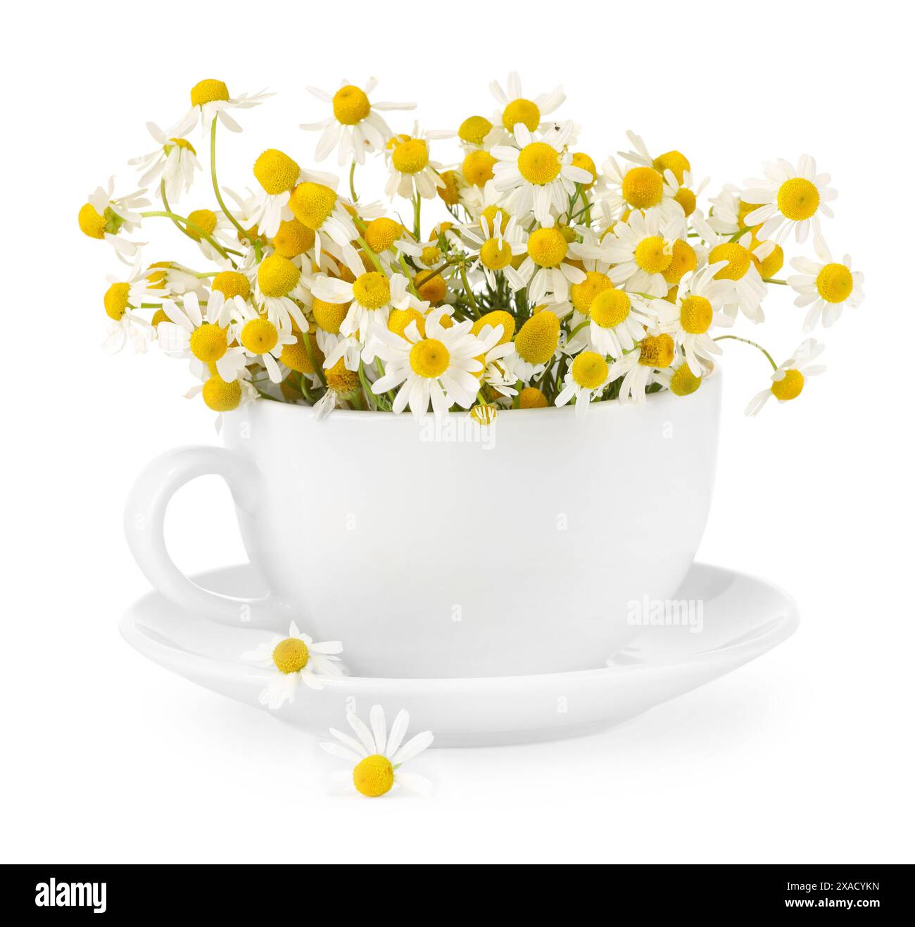 Tè aromatico alle erbe in tazza con fiori di camomilla isolati su bianco Foto Stock