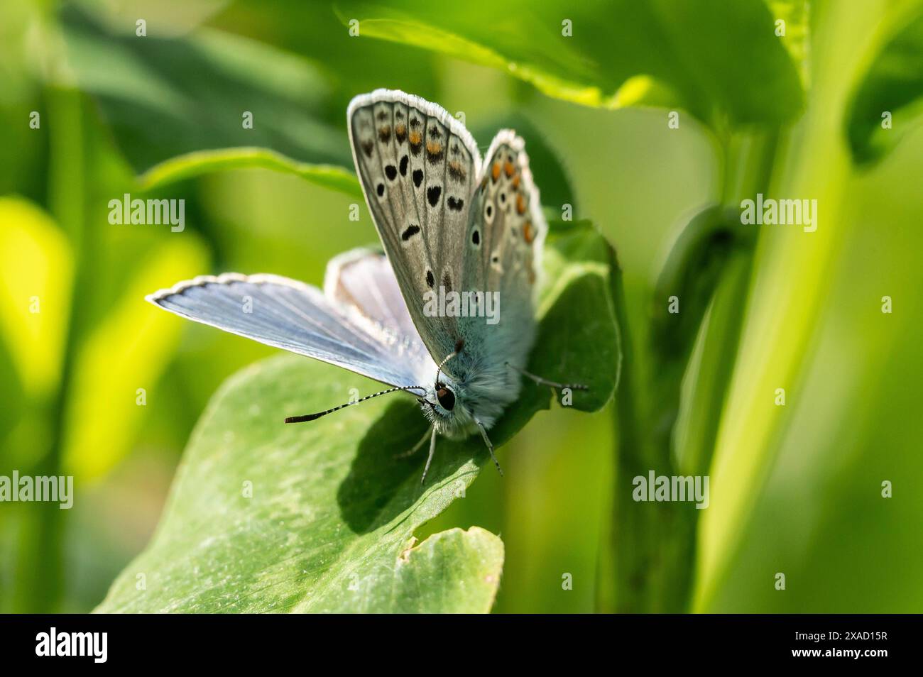 Ein Hauhechel-Bläuling sitzt bei Sonnenschein auf einer Pflanze. Rottweil Baden-Württemberg Deutschland *** Un Hauhechel Bläuling seduto su una pianta al sole Rottweil Baden Württemberg Germania Foto Stock