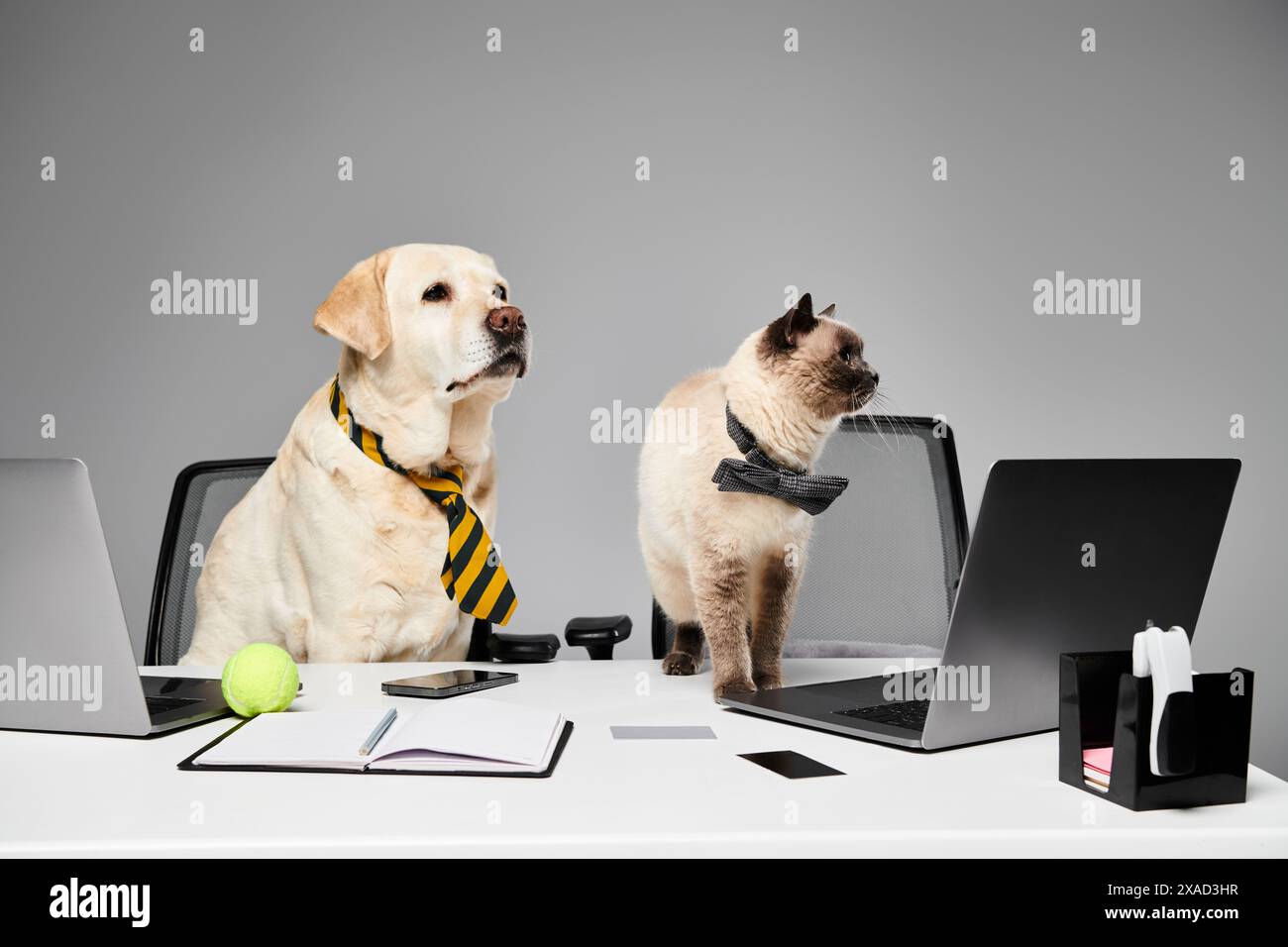 un cane e un gatto sono seduti attentamente a una scrivania in un ambiente studio, mostrando un concetto di animale domestico e amico peloso. Foto Stock