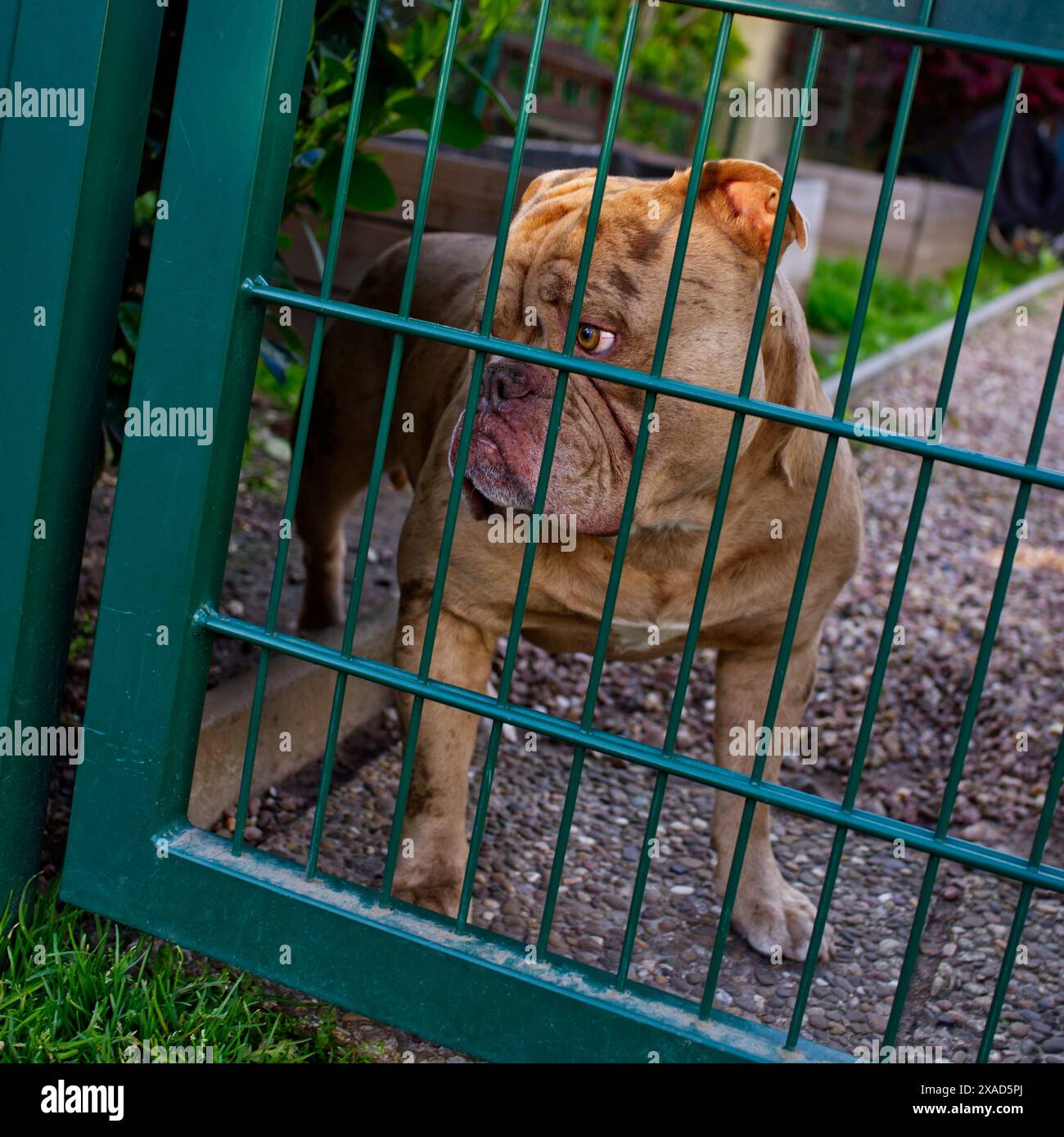 Lo sguardo di un cane desideroso Foto Stock