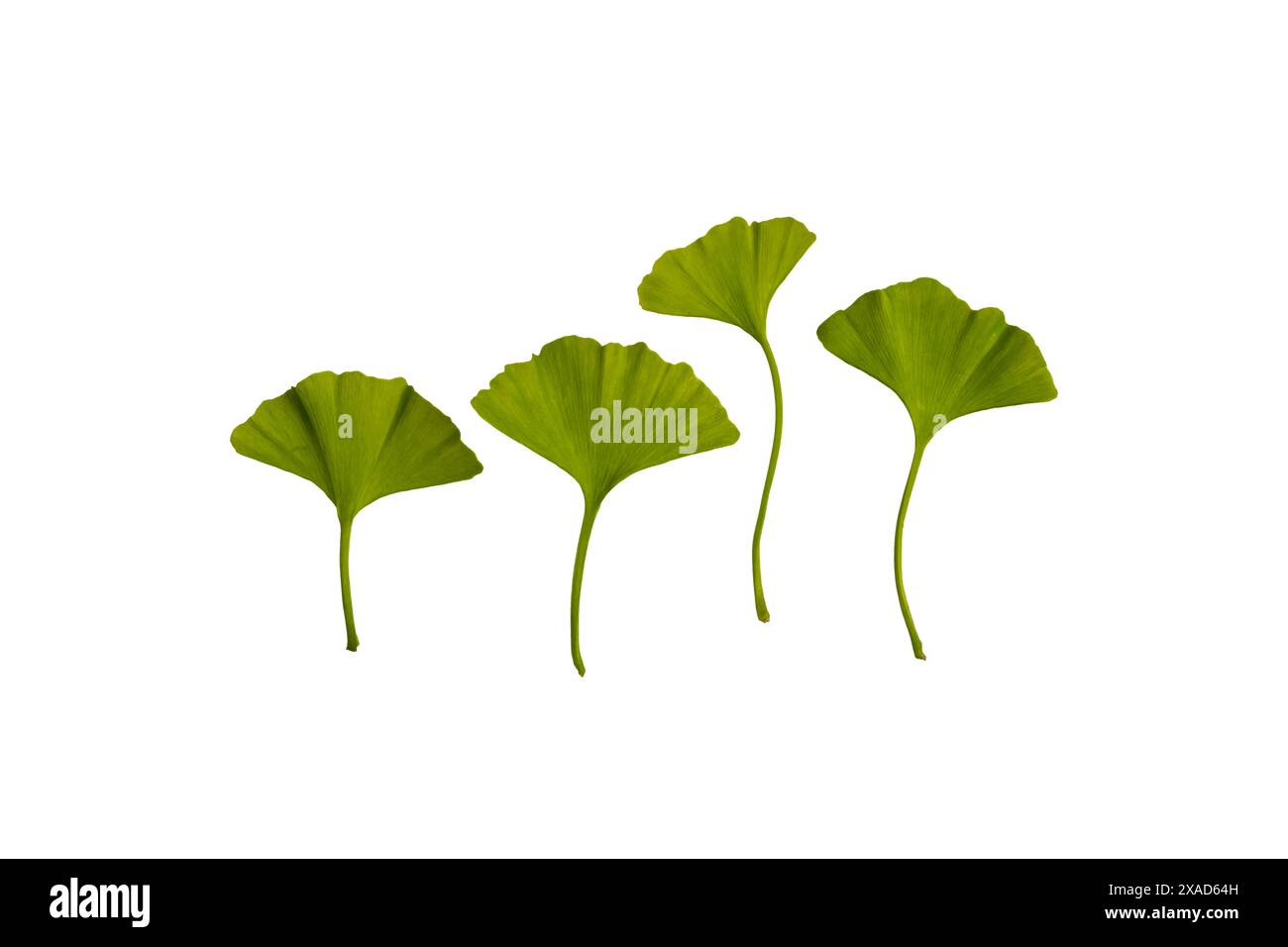 foglie fresche di ginkgo biloba primaverili isolate su sfondo bianco. Concetto di piante medicinali. Copia spazio Foto Stock