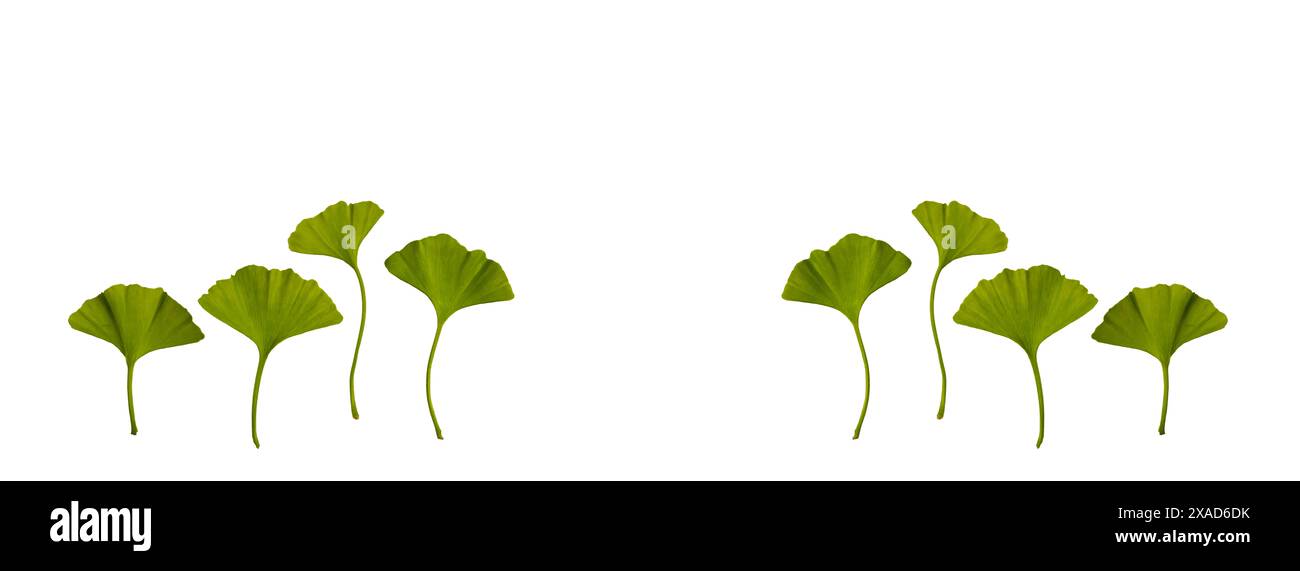 foglie fresche di ginkgo biloba primaverili isolate su sfondo bianco. Concetto di piante medicinali. Copia spazio. Banner lungo Foto Stock