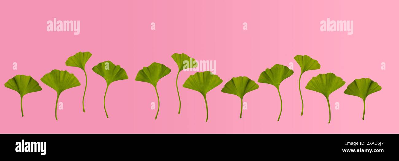 foglie fresche di ginkgo biloba primaverili su sfondo rosa. Concetto di piante medicinali. Copia spazio. Banner lungo Foto Stock