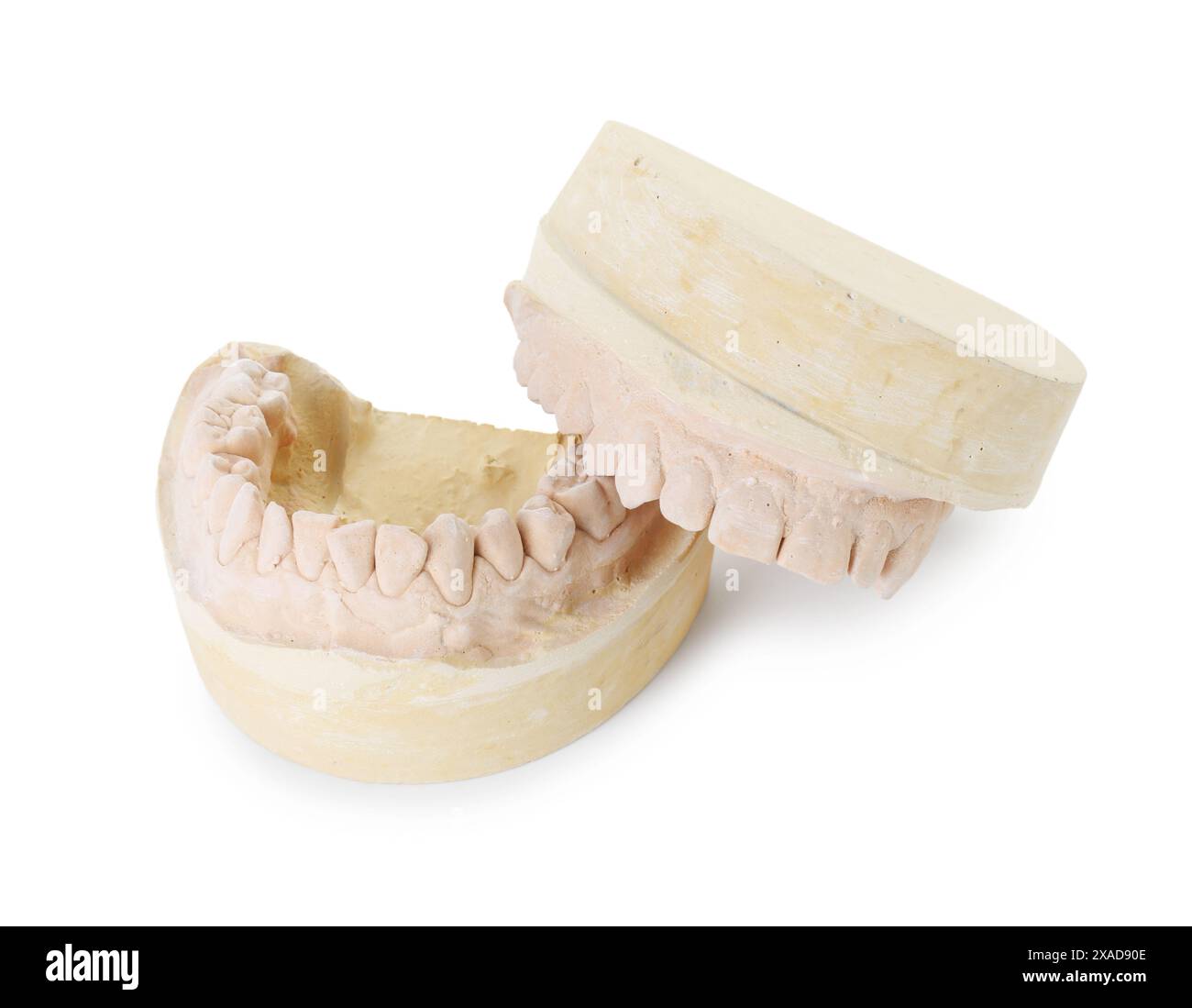 Modello dentale con mascelle isolate su bianco. Fusione di denti Foto Stock