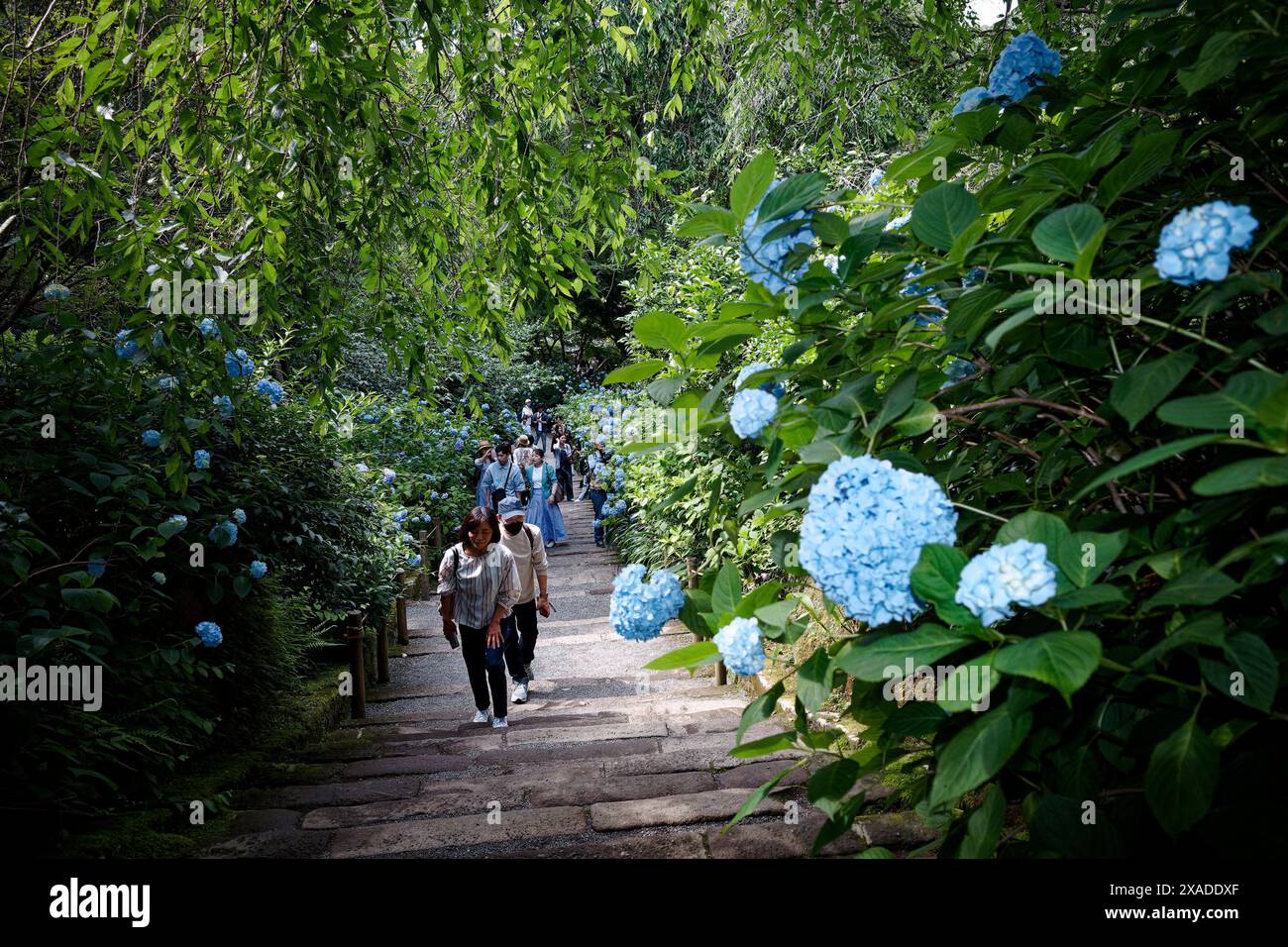 Kamakura, Giappone. 6 giugno 2024. I visitatori si divertono tra i fiori di ortensia a Kamakura, Giappone, 6 giugno 2024. Crediti: Zhang Xiaoyu/Xinhua/Alamy Live News Foto Stock