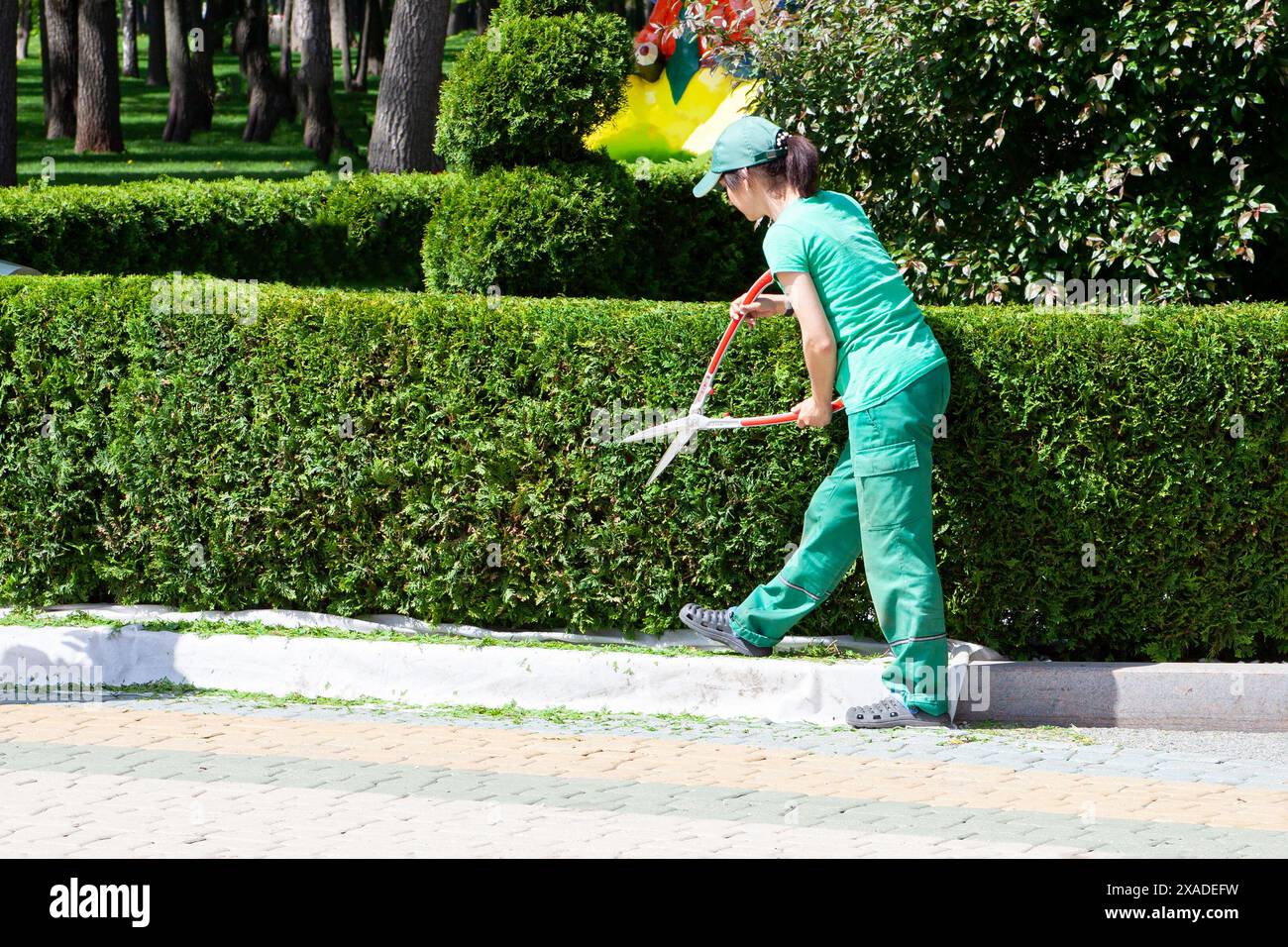 Un giardiniere in uniforme verde che rifinisce una siepe con cesoie da giardino in una giornata di sole. Charkiv, Ucraina - 15 maggio 2024 Foto Stock