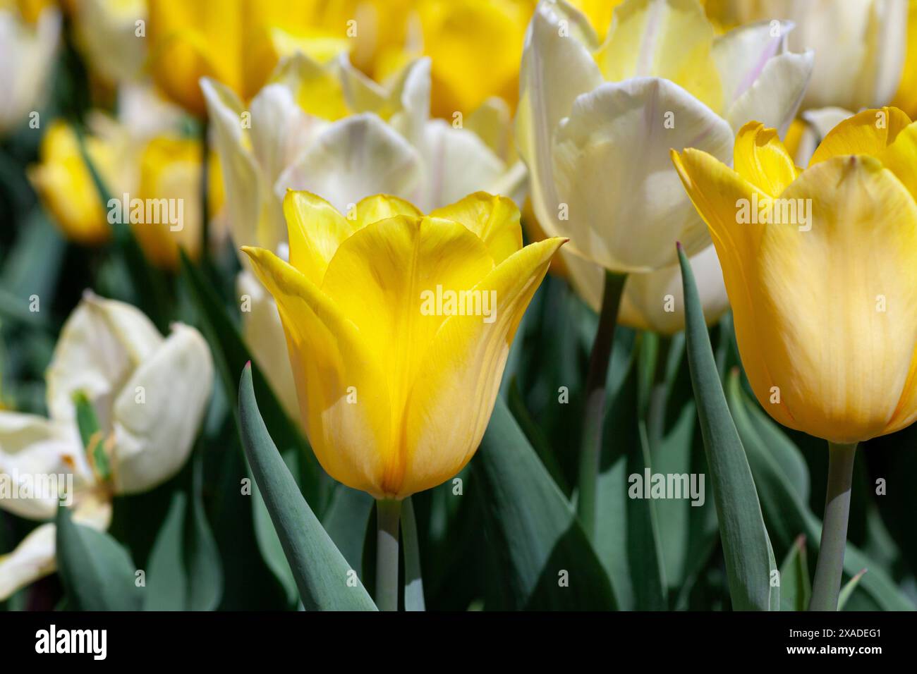 Un vibrante mix di tulipani gialli e bianchi in piena fioritura in un giardino Foto Stock