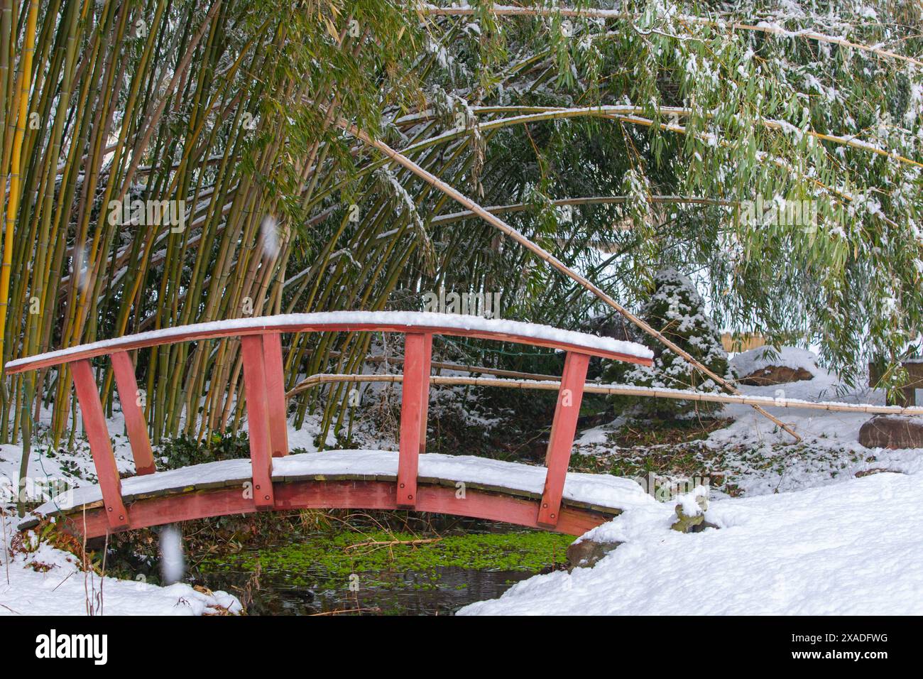 Un ponte ad arco di legno rosso innevato attraversa un torrente di fronte a una foresta di bambù. Foto Stock