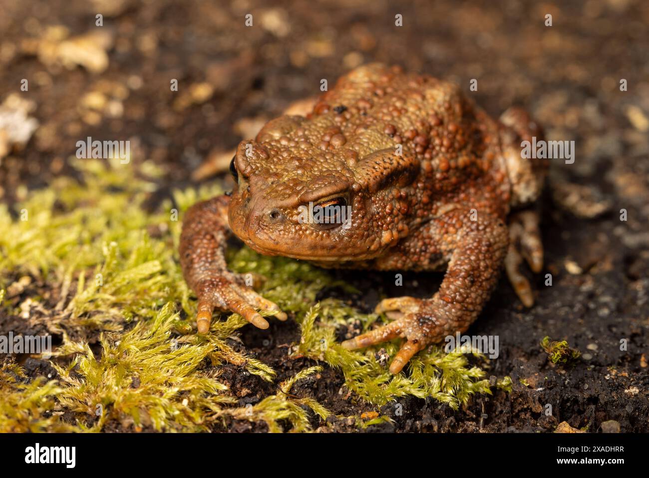 Common Toad, Bufo bufo, che vive in un giardino rurale adatto alla fauna selvatica, Monmouthshire, Galles. Foto Stock