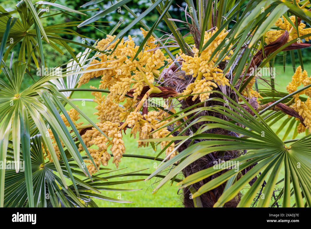 Palma Chusan, Trachycarpus fortunei, maschio, in fiore. In coltivazione, Galles del Sud Foto Stock