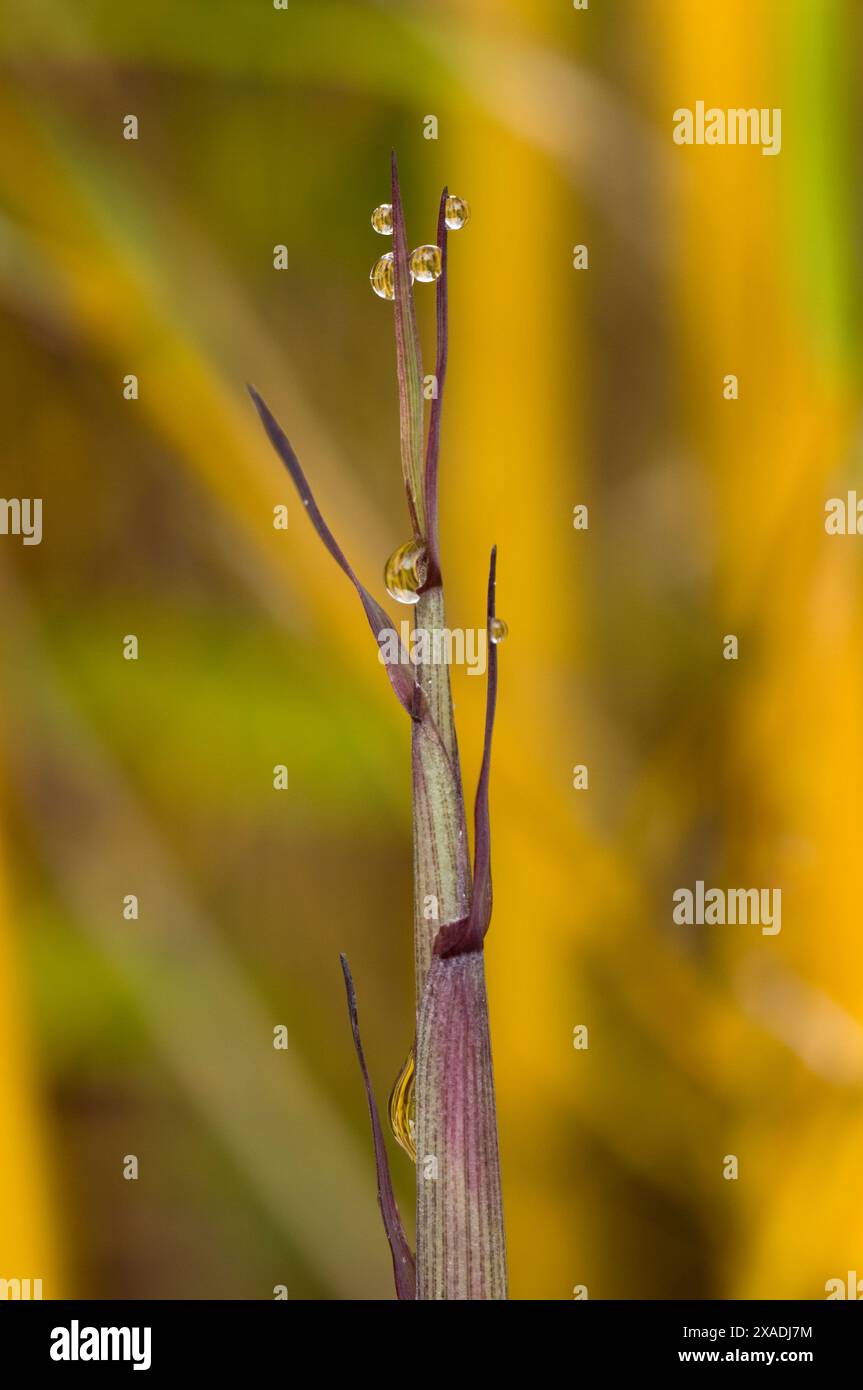 Bambù a gola dorata Foto Stock