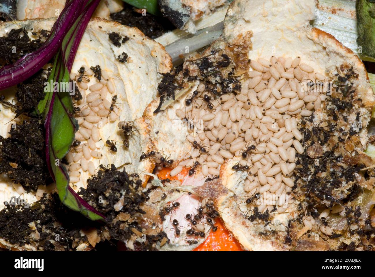 Annidamento ANT nel bin compostato Foto Stock