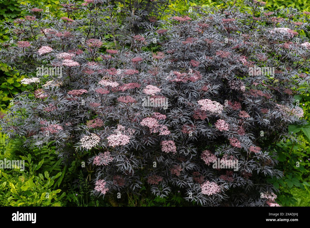 Sambuco, sambuco, sambuco nigra "pizzo nero" in fiore, giugno. Foto Stock