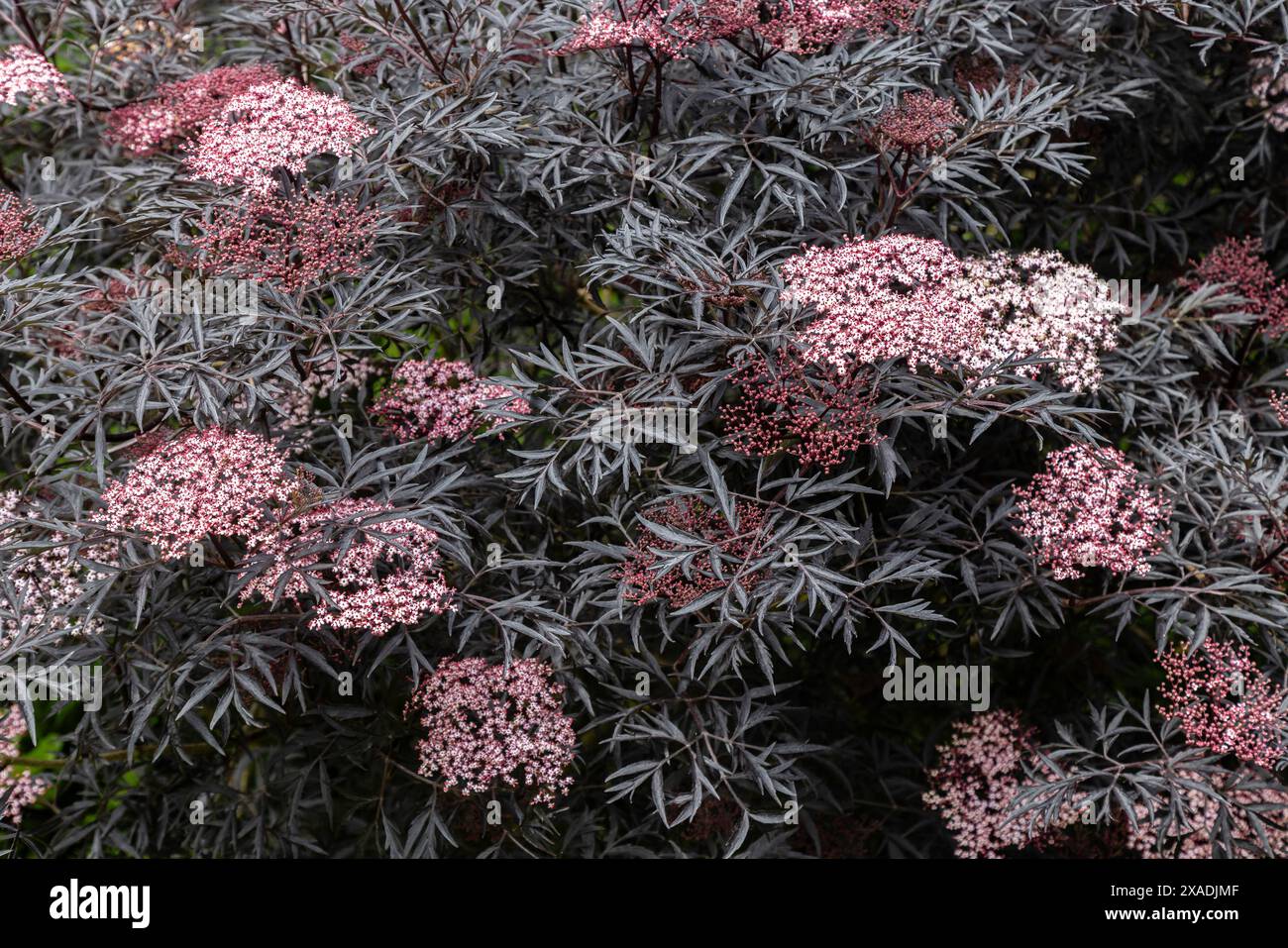 Sambuco, sambuco, sambuco nigra "pizzo nero" in fiore, giugno. Foto Stock