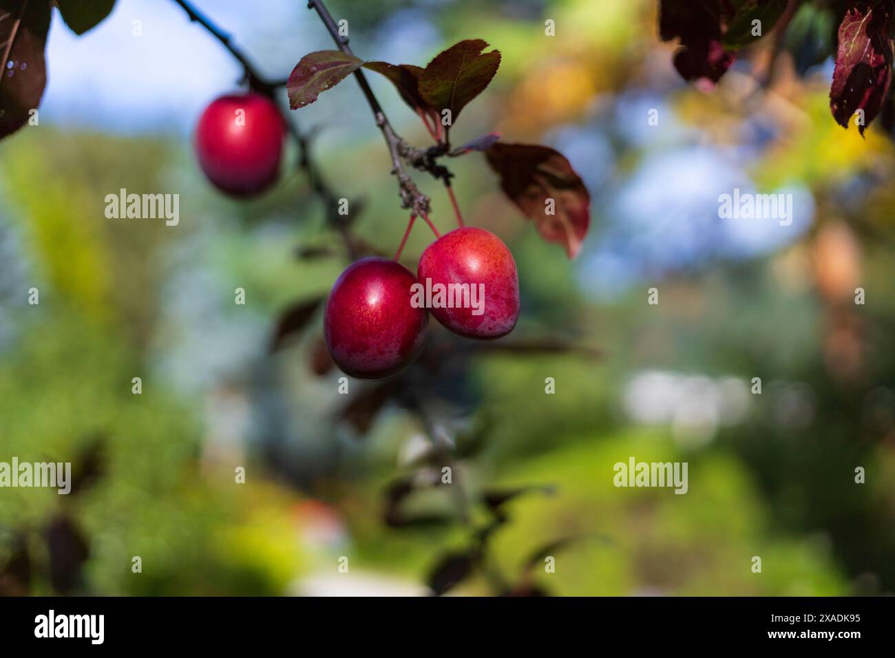 fotografia ravvicinata di un ramo di prugna ciliegia con frutti rossi e foglie autunnali verdi rosse su sfondo sfocato Foto Stock