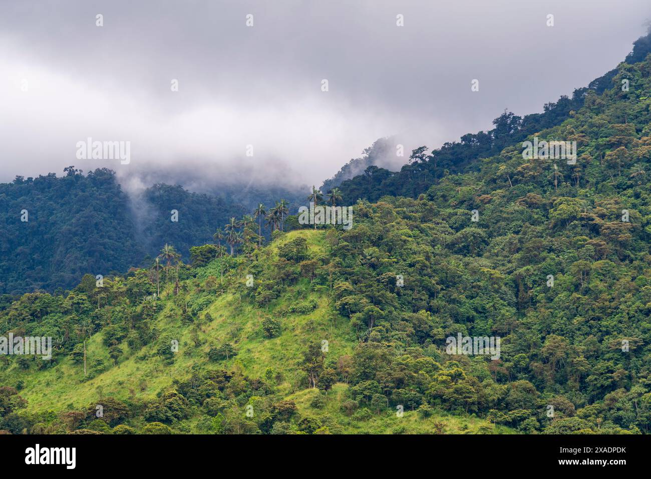 Foresta nuvolosa di Mindo, regione di Quito, Ecuador. Foto Stock