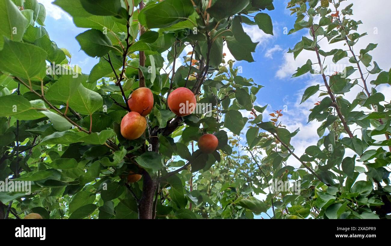 Albicocche mature, succose e deliziose sul ramo dell'albero. Ripresa dal basso. Foto Stock