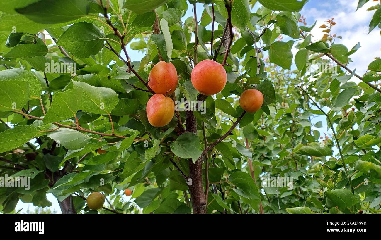 Albicocche mature, succose e deliziose sul ramo dell'albero. Ripresa dal basso. Foto Stock