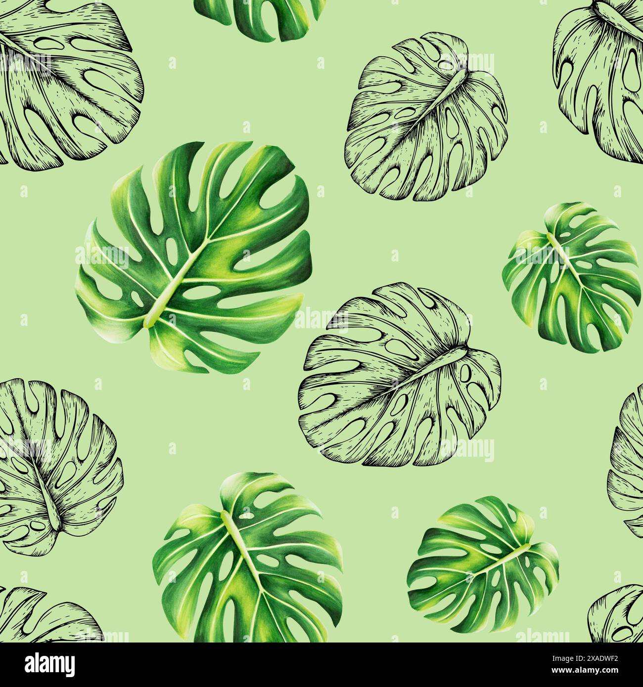 Effetto acquerello senza cuciture con realistica e lineare illustrazione tropicale di monstera isolata sullo sfondo. Splendido logo botanico dipinto a mano Foto Stock