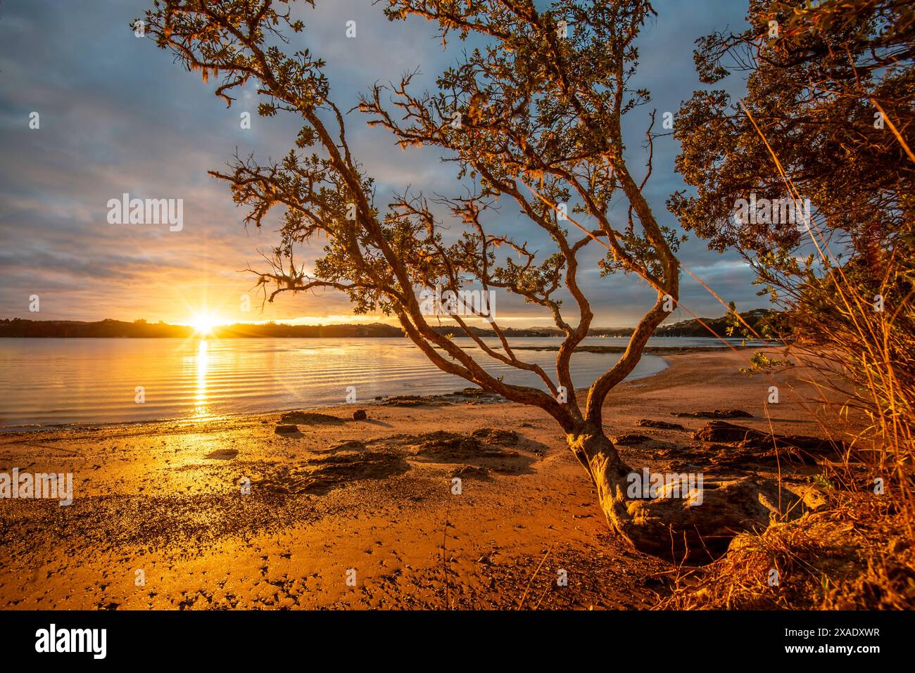 Un albero di Pōhutukawa (Metrosideros excelsa) che cresce alla base di una scogliera e raggiunge il segno dell'alta marea vicino a Paihai nella Baia delle Isole NZ Foto Stock