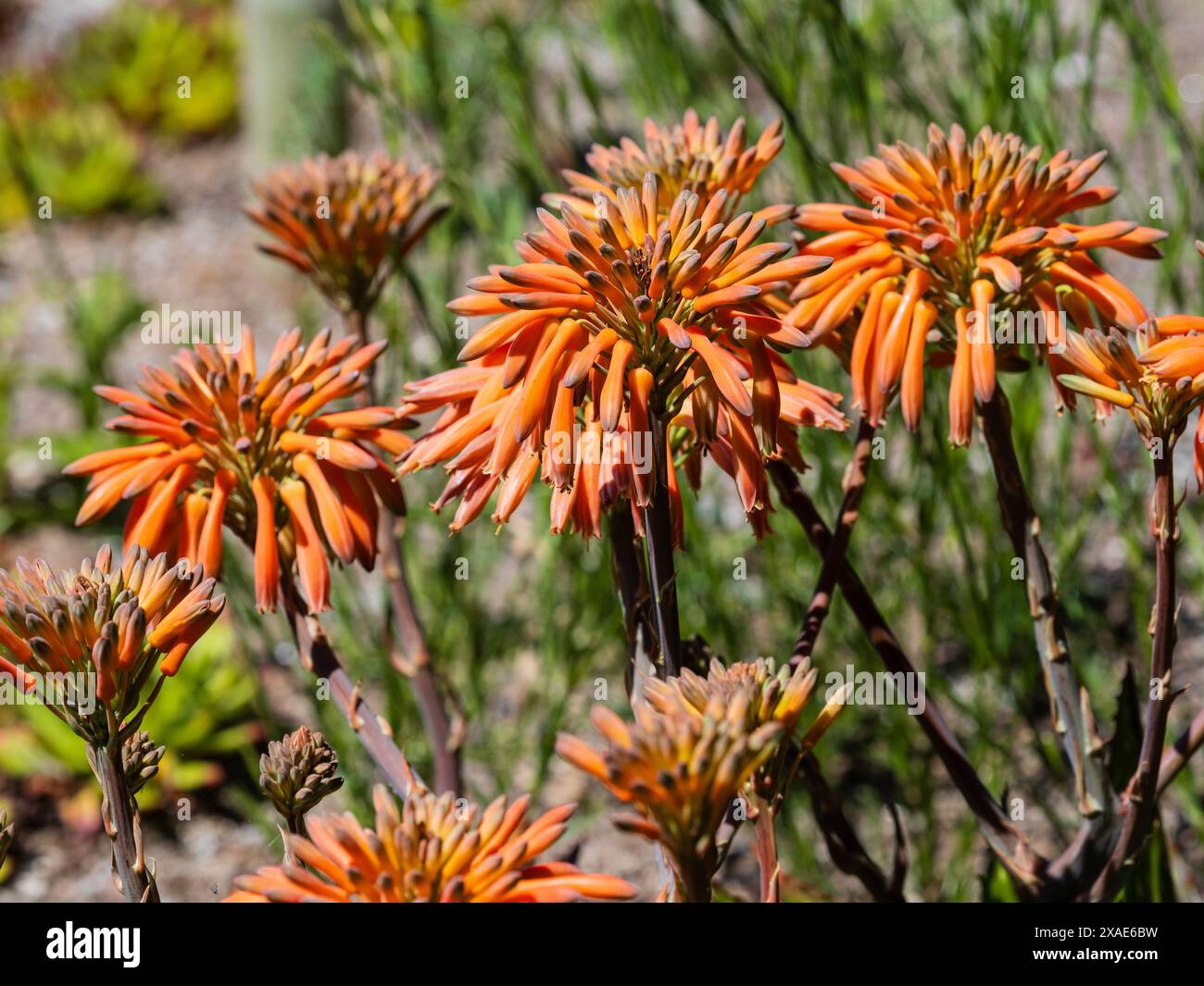 Testa di fiori tubolari arancioni della succulenta e semiresistente sudafricana, l'Aloe broomii Foto Stock