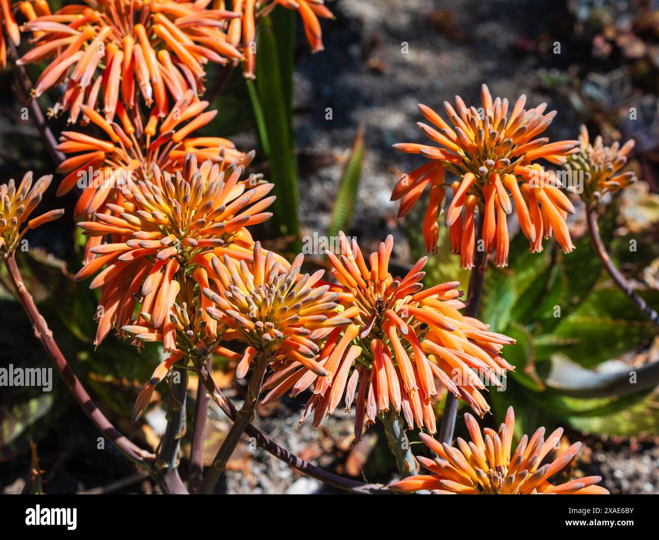 Testa di fiori tubolari arancioni della succulenta e semiresistente sudafricana, l'Aloe broomii Foto Stock