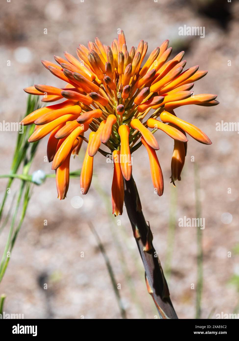 Testa di fiori tubolari arancioni della succulenta e semiresistente sudafricana, l'Aloe broomii Foto Stock
