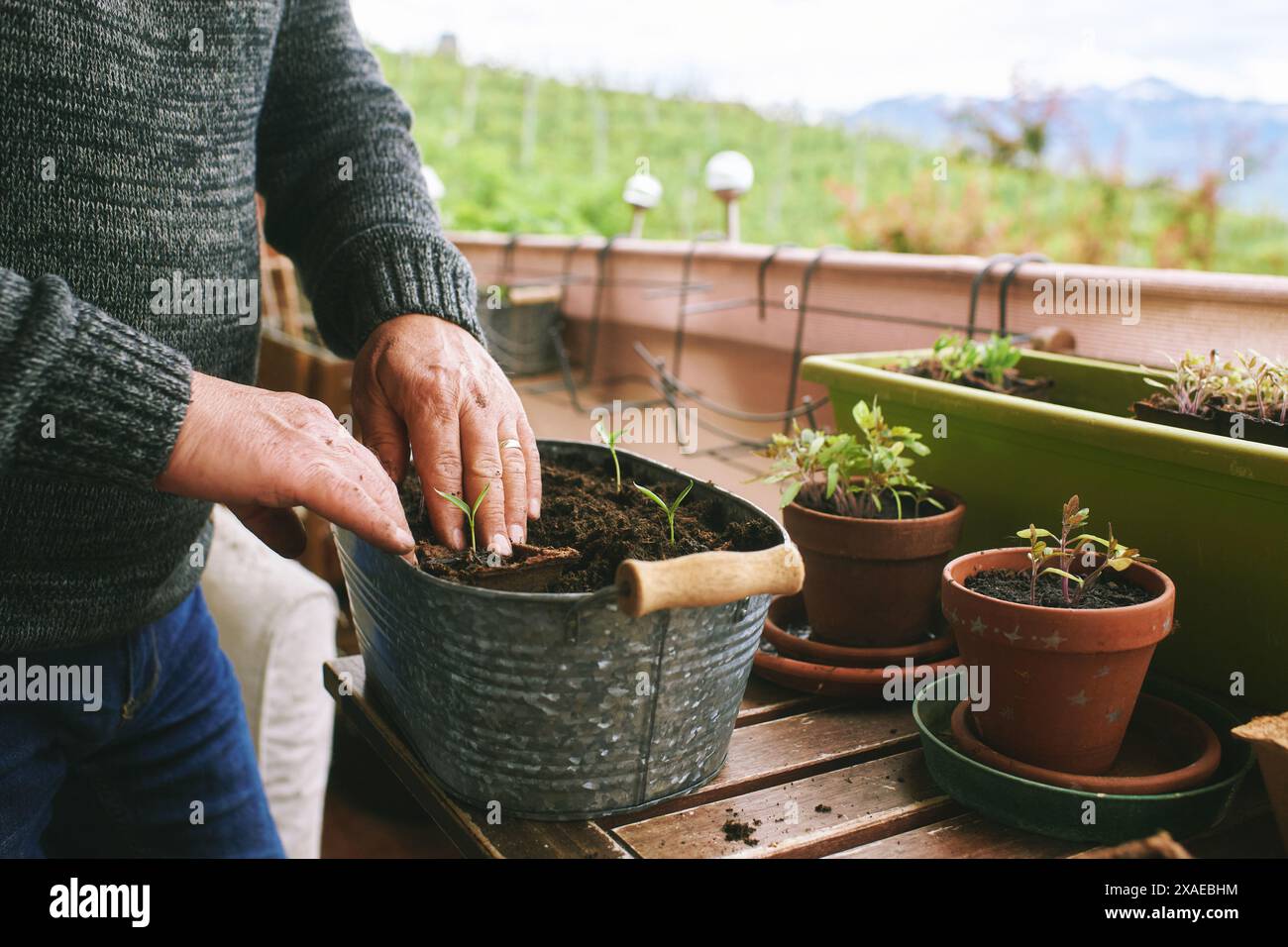 Immagine ravvicinata delle mani dell'uomo che piantano piantine sul balcone, piccolo e accogliente giardino nell'appartamento Foto Stock
