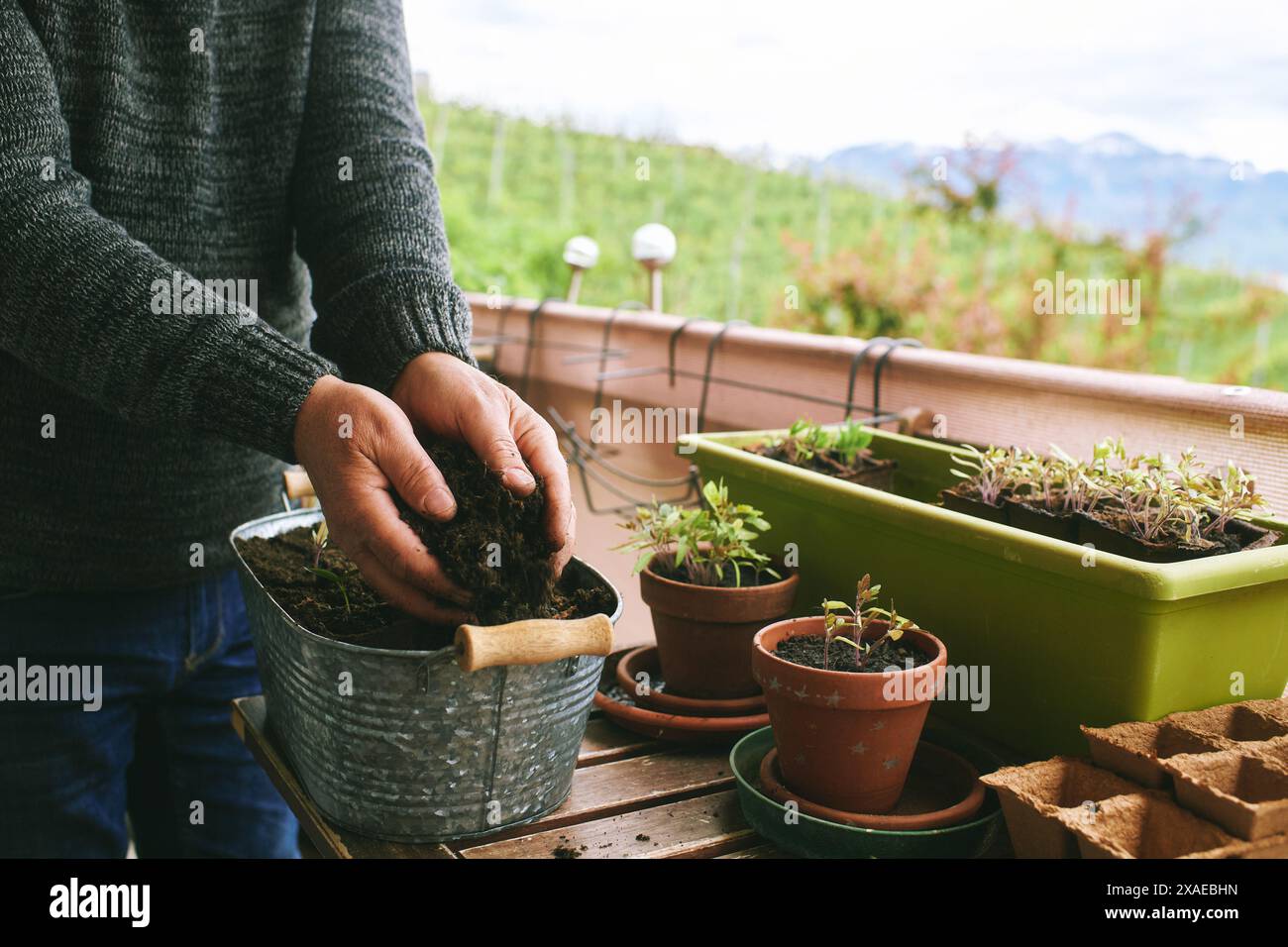 Immagine ravvicinata delle mani dell'uomo che piantano piantine sul balcone, piccolo e accogliente giardino nell'appartamento Foto Stock