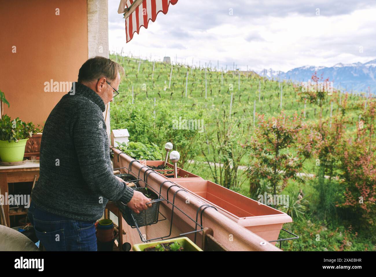 Ritratto di uomo di mezza età piantando piantine sul balcone, piccolo giardino accogliente in appartamento Foto Stock