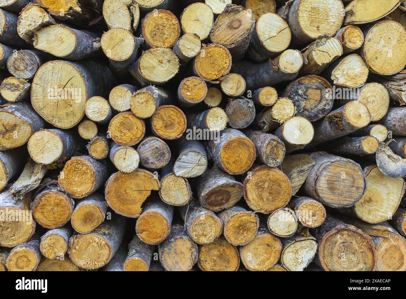 fotografia di tronchi di alberi tagliati su un mucchio, sfondo di texture di legno Foto Stock