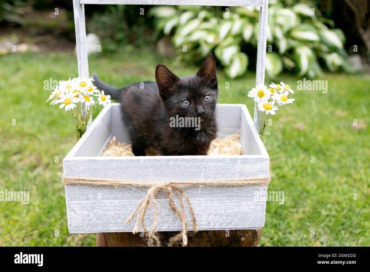 il gattino nero si trova in un cestino, in piedi su un prato verde. L'infanzia di Cat, belle cartoline, armonia della natura. La gioia. il gatto nero porta ha Foto Stock