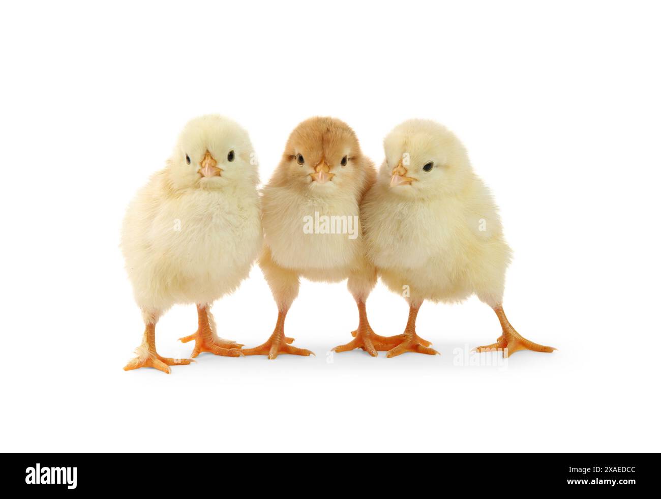 Pulcini carini isolati sul bianco. Piccoli animali Foto Stock