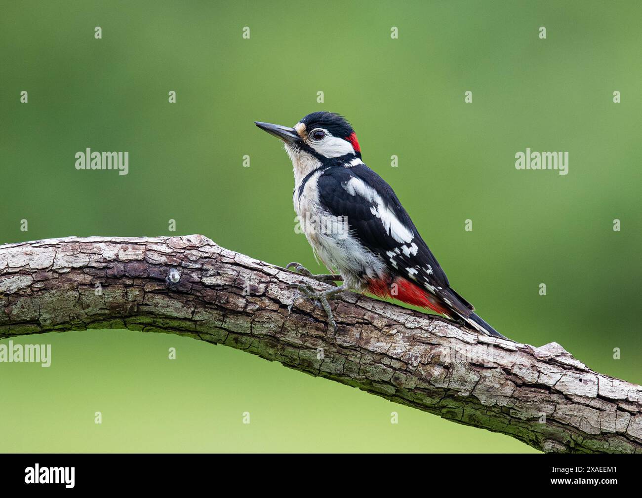 Un primo piano di un grande picchio maculato (Dendrocopos Major) su un ramo che mostra il suo meraviglioso piumaggio rosso, bianco e nero. Kent, Regno Unito Foto Stock