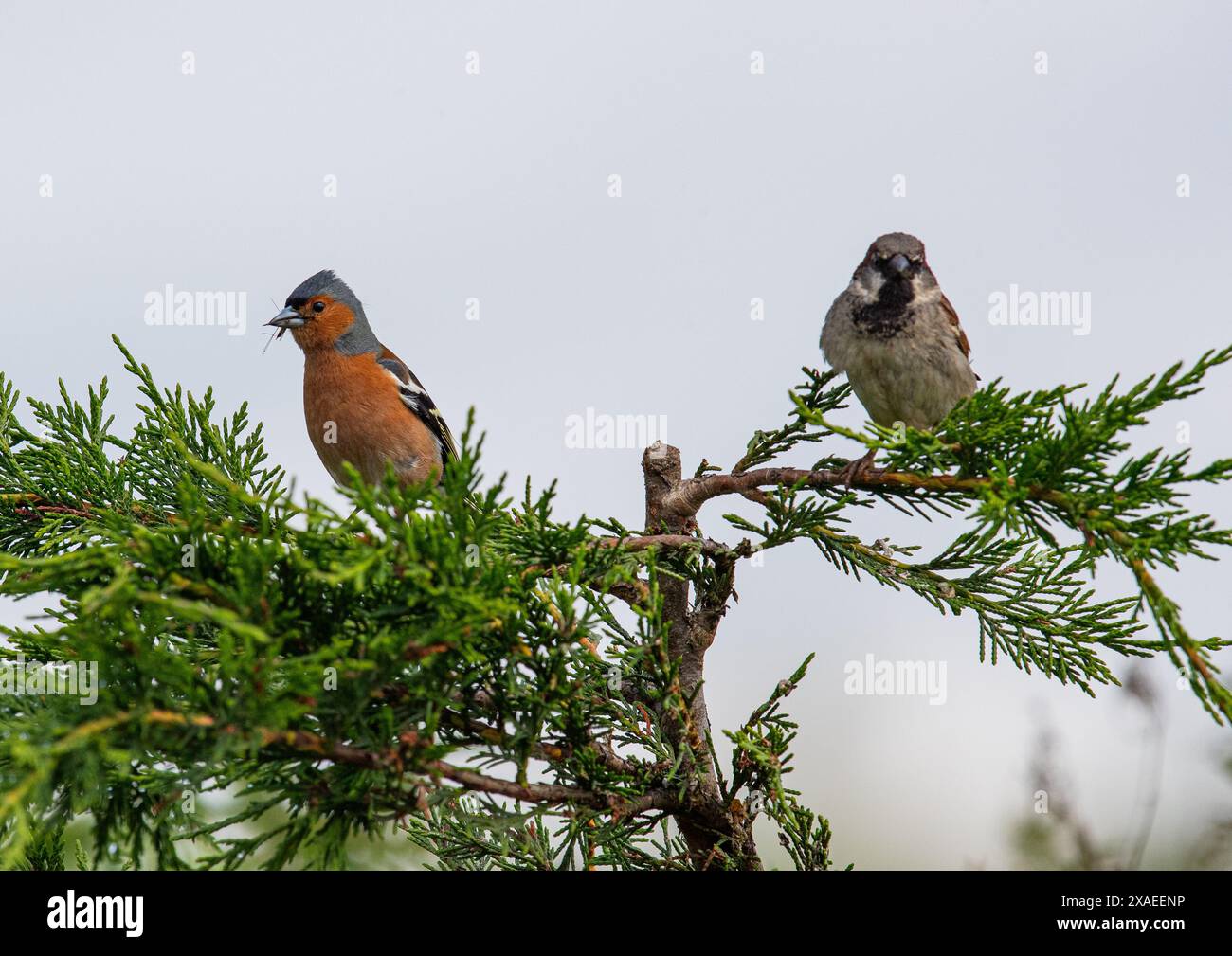 Un passero maschile (Passer domesticus) arroccato in alcuni alberi di Leylandii insieme ad un colorato Chaffinch finch maschio (Fringilla coelebs), Regno Unito Foto Stock