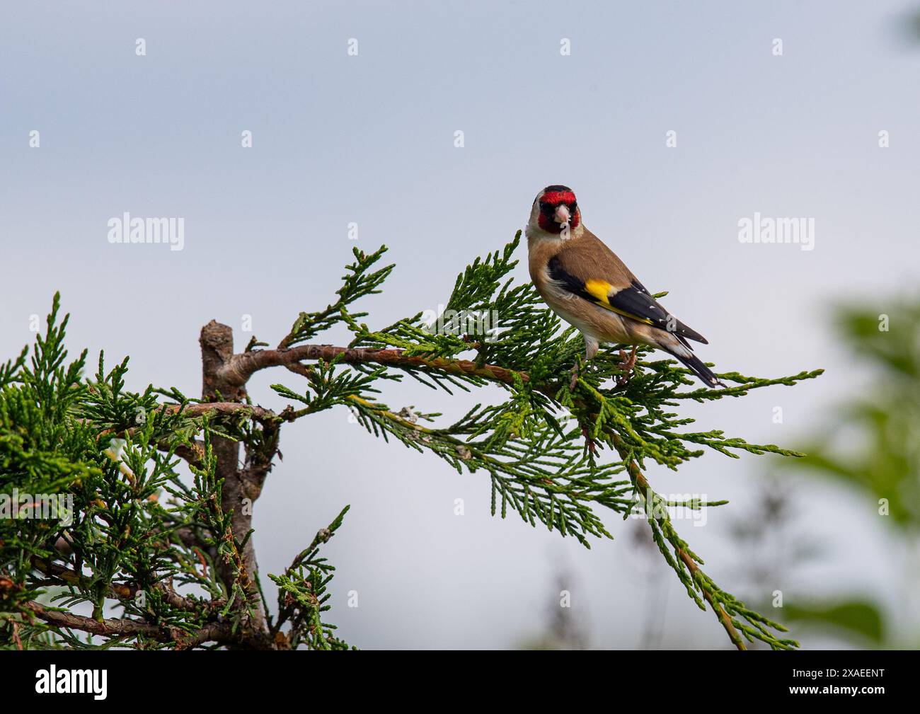 Un colorato goldfinch (Carduelis carduelis) arroccato in alcuni alberi Leylandii Kent, Regno Unito Foto Stock