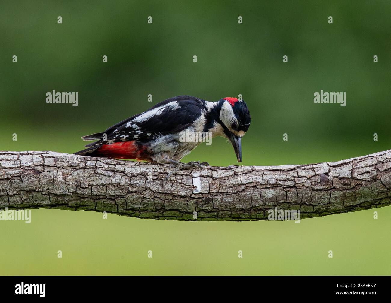 Un primo piano di un grande picchio maculato (Dendrocopos Major) su un ramo che mostra il suo meraviglioso piumaggio rosso, bianco e nero. Kent, Regno Unito Foto Stock