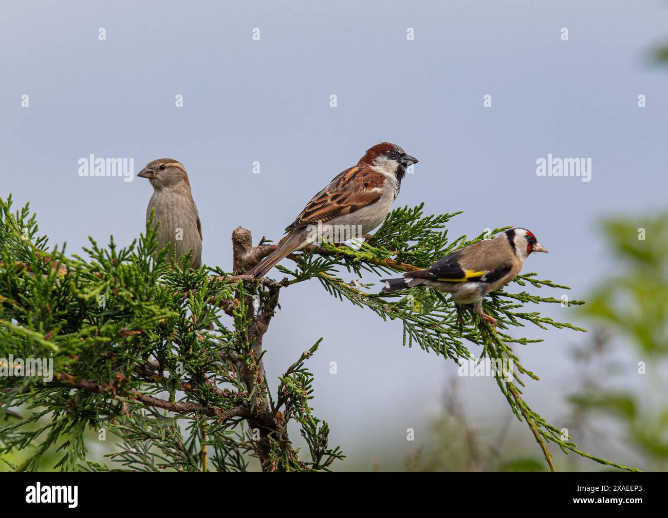 Un paio di passeri della casa (Passer domesticus) maschili e femminili arroccati in alcuni alberi di Leylandii insieme a un Goldfinch (Carduelis carduelis), Regno Unito Foto Stock