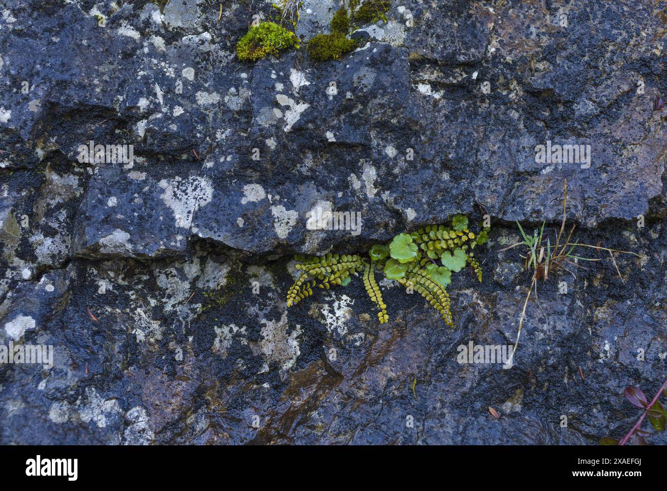 fotografia di una parete di granito grigio scuro con felce verde e minuscole piante che vivono in uno sfondo di consistenza in pietra naturale crepa Foto Stock