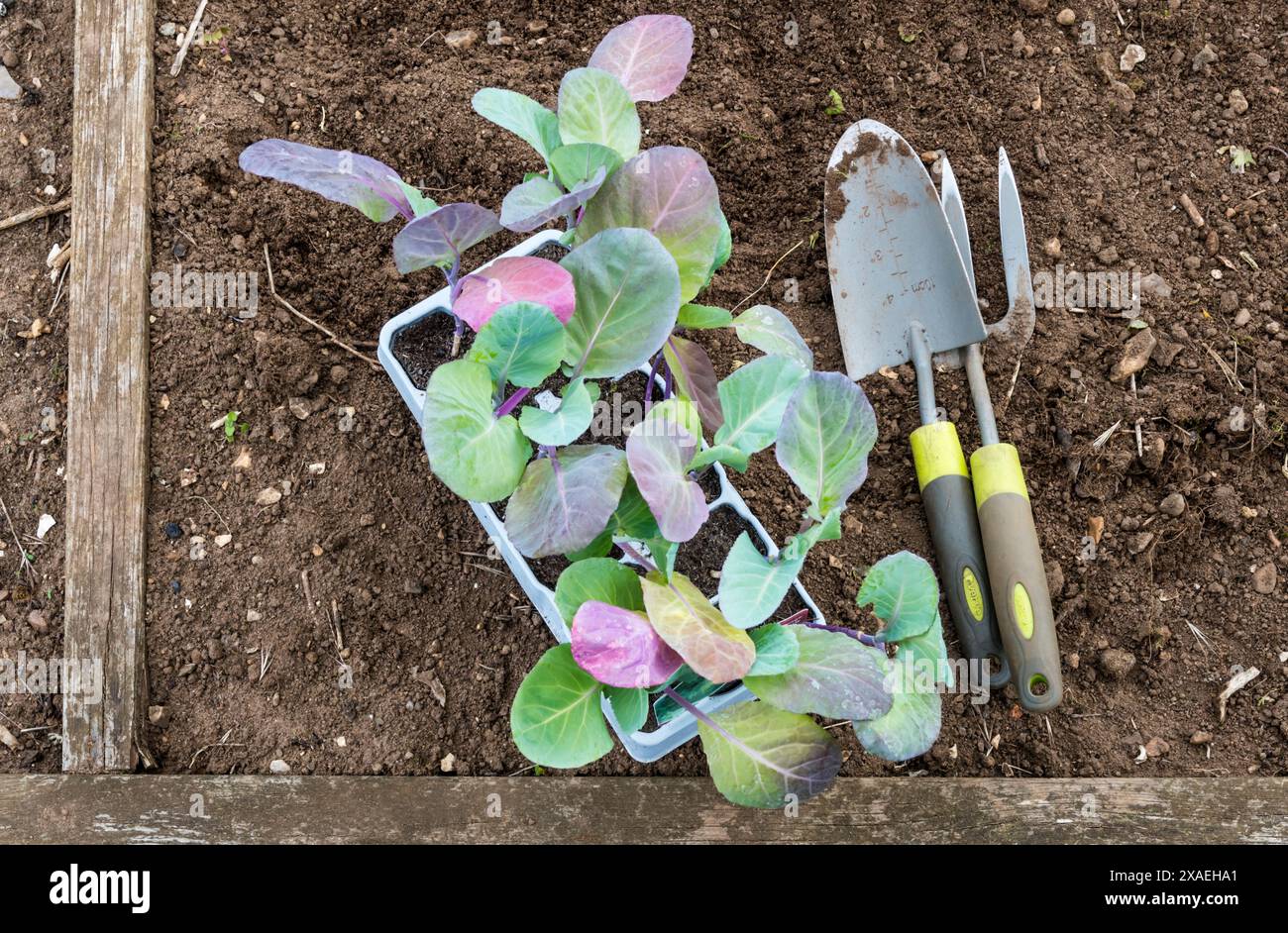 Cavolo 'Durham Early', Brassica oleracea, piante di cavolo primaverile che stanno per essere piantate in un letto di verdure. Foto Stock