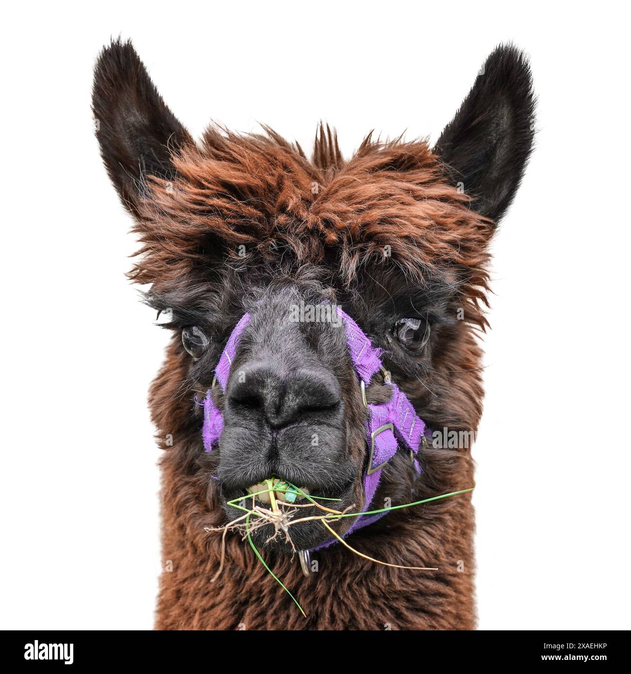 Lama isolata su sfondo bianco. Ritratto di Lama Alpaca marrone nero con masticazione viola sull'erba. Foto Stock