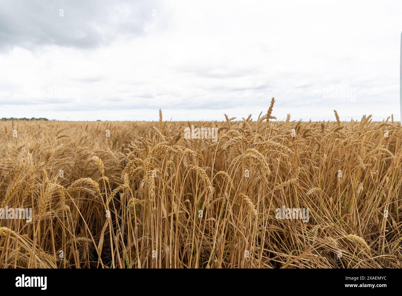 campo di grano a schermo intero con cielo blu Foto Stock