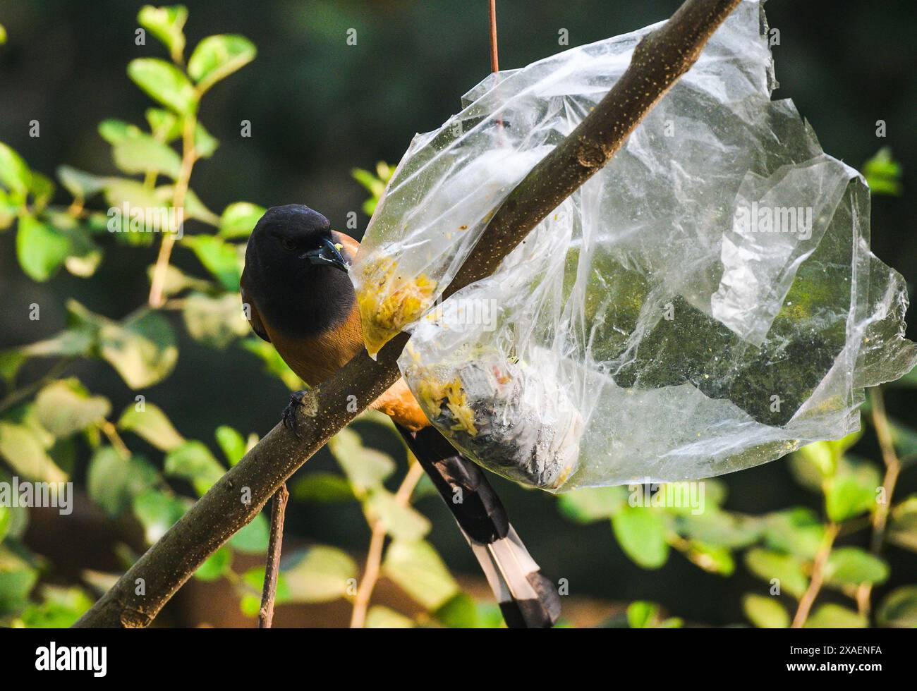 Il treepie rufico (Dendrocitta vagabunda) è un treepie, originario del subcontinente indiano e delle parti adiacenti del sud-est asiatico. E' un membro della famiglia corvo, Corvidae. Nella foresta, c'è un pacchetto di plastica di cibo gettato dagli esseri umani bloccati in un albero, che si trasforma in una trappola. Un uccello selvaggio e rufante sta cercando di strappare la plastica per mangiare il cibo. Tehatta, Bengala Occidentale, India. Foto Stock