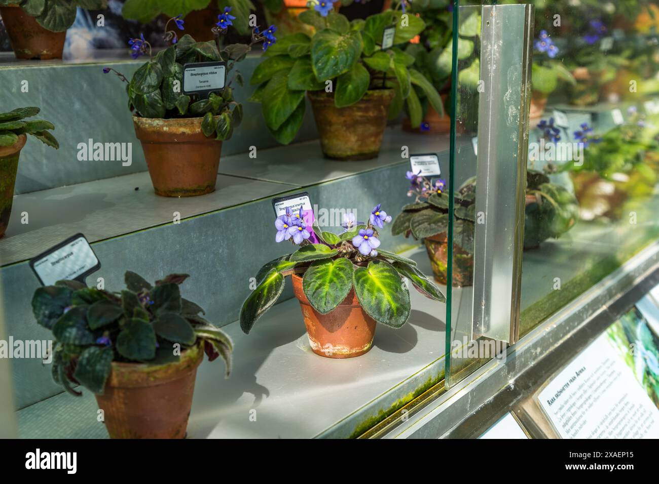 Viole africane in vaso (Saintpaulia) con fiori viola sono esposte in una vetrina etichettata presso il Giardino Botanico dell’Università di Uppsala. Triangeln, Uppsala, Contea di Uppsala, Svezia. Foto Stock