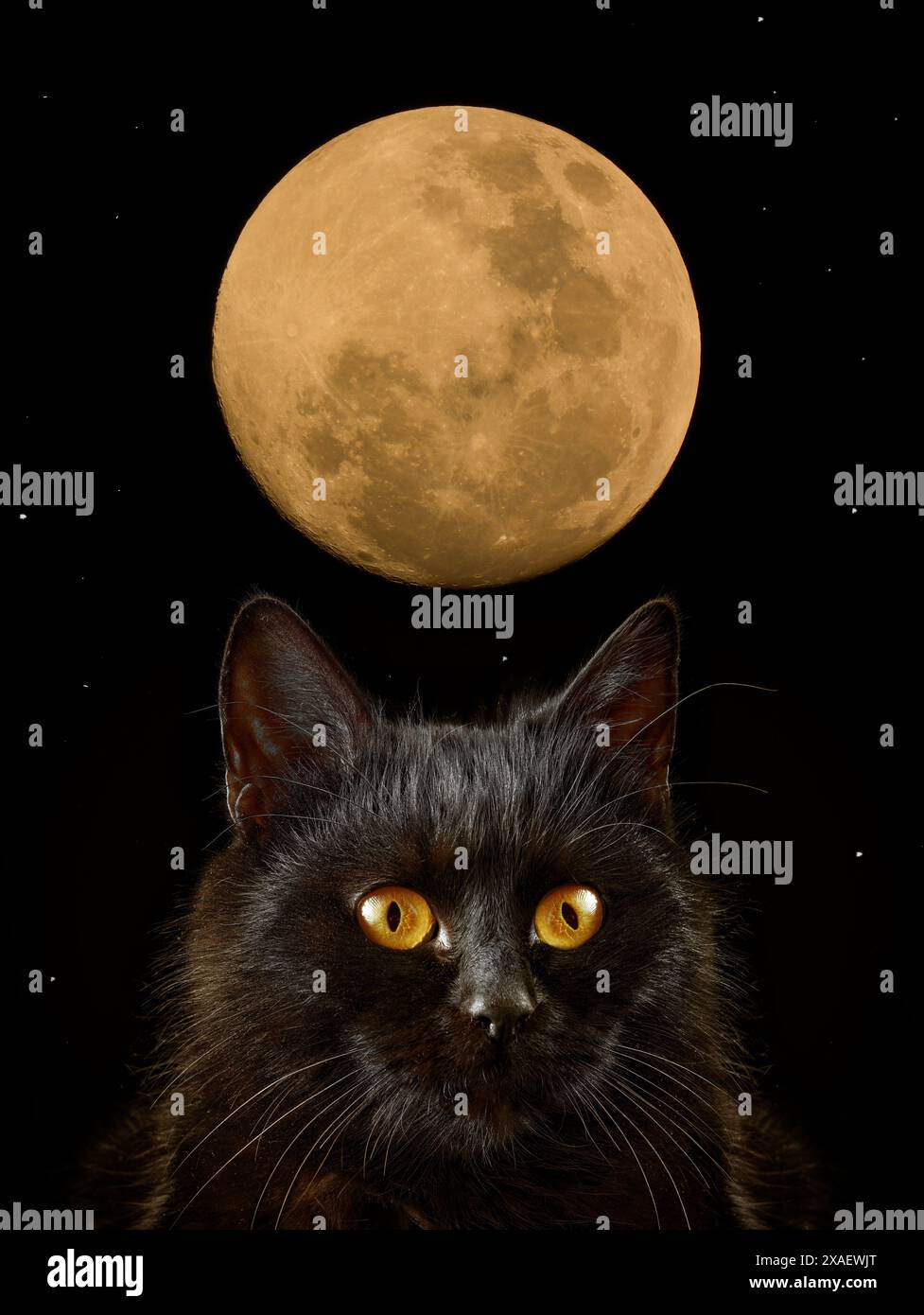 gatto nero sullo sfondo della luna con le stelle Foto Stock