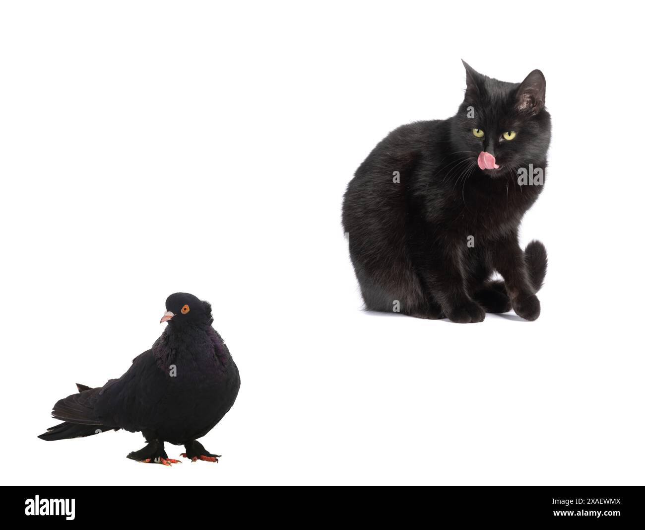 il gatto nero guarda la colomba nera isolata su sfondo bianco Foto Stock