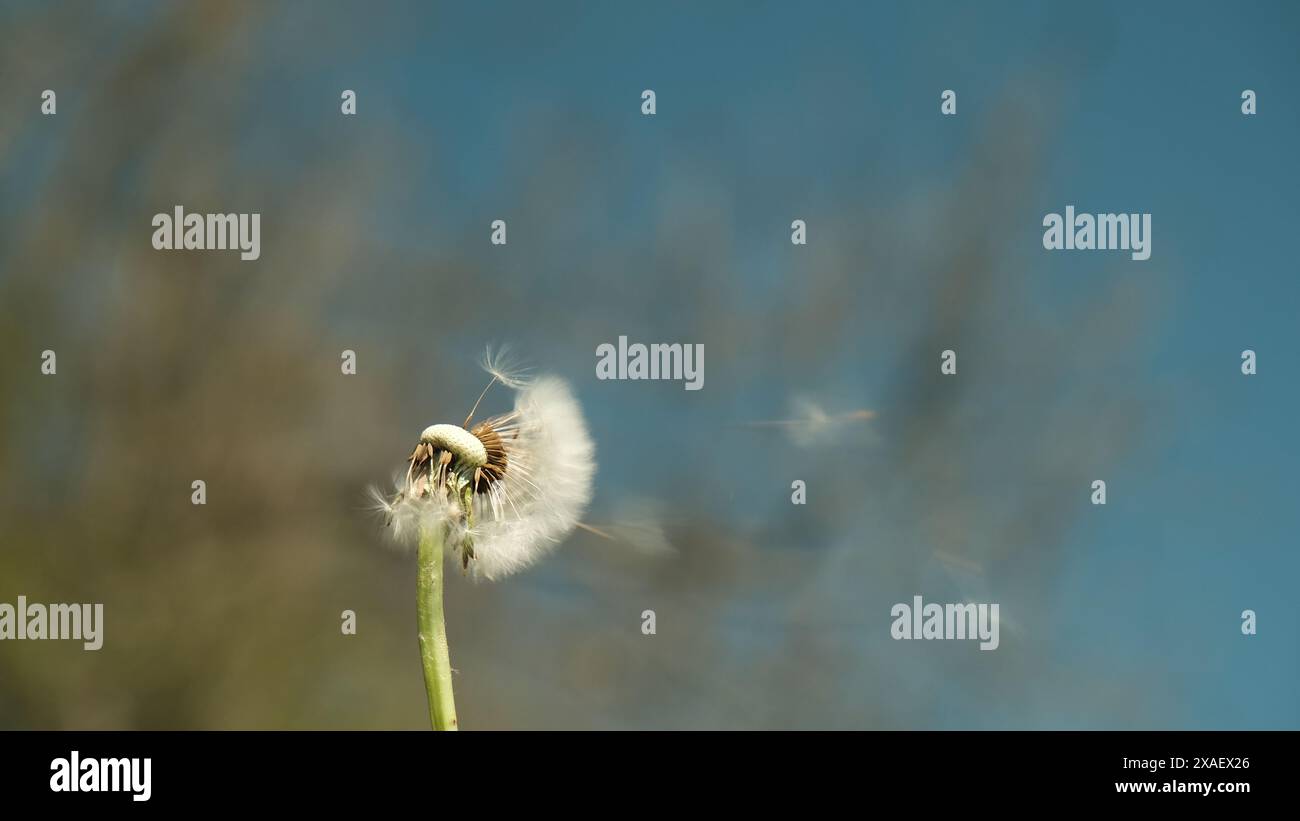 Un dente di leone soffia nel vento. L'immagine ha un'atmosfera tranquilla e rilassante, in quanto il dente di leone è un simbolo di speranza e di nuovi inizi Foto Stock