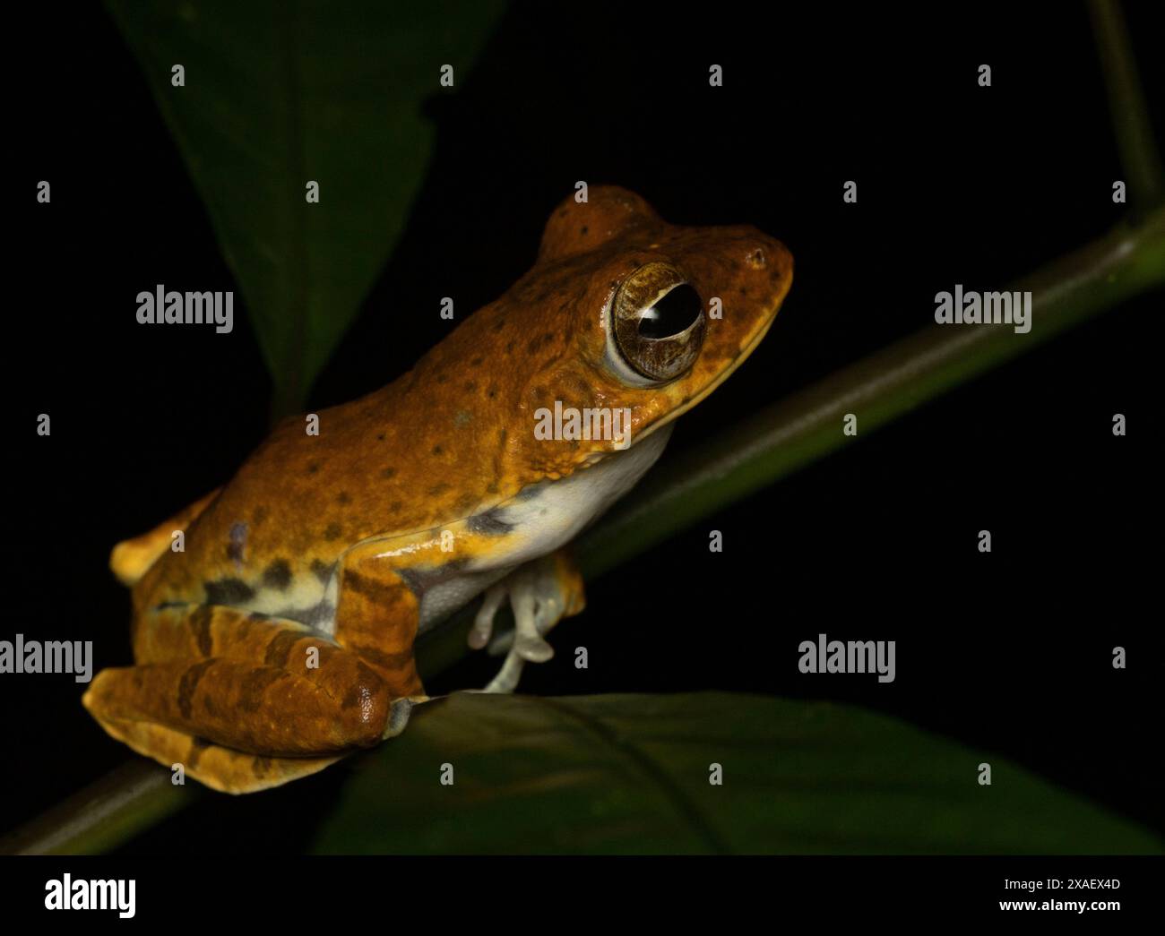 rog arroccato su un tronco di albero aggrappato con le sue dita dei piedi; rana con spine rana spinata di Ranwella Polypedates ranwellai dello Sri Lanka Foto Stock
