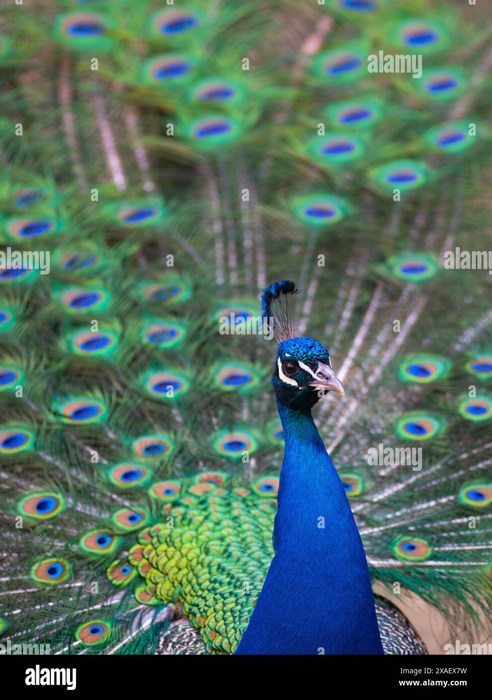 ritratto di un pavone blu con coda spalmata Foto Stock
